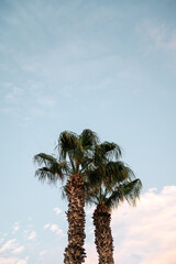 Palm in the Sunset on the tourist beach of Playa Blanca on the island of Lanzarote in Spain.