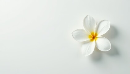 Obraz premium Single white flower, pristine and vibrant, against a seamless white backdrop, clean, studio shot flower