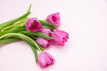 Tulip flower bunch on pink, Fresh flowers bouquet. Mother day. Spring, women day