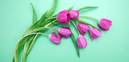 Tulip flower bunch isolated on pastel green. Fresh pink color flowers bouquet. Mother day. Spring, women day