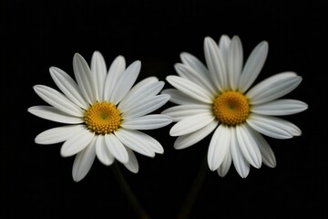 Two white daisies, close-up, black background, pure, botanical