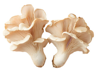 High-Resolution Golden Maitake Mushroom - PNG