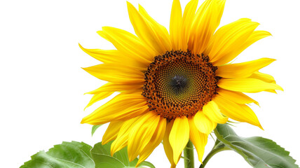 Obraz premium Vibrant Sunflower Close-Up. (1)
