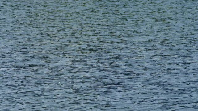 Patterns of waves fllowing through a large lake surface with the background and the sky reflected on the surface.