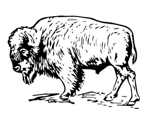 Bison, Vintage Style Vector Illustration
