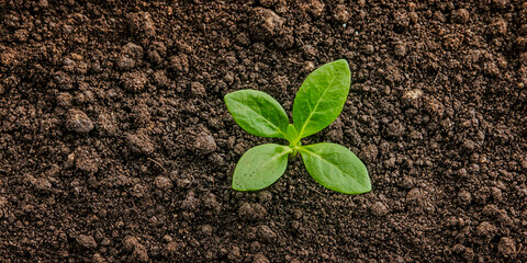 Naklejka premium A small green seedling emerges from rich, dark soil, symbolizing growth and new beginnings in nature.