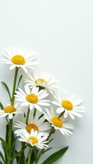 Crisp white daisies, summer freshness, pure white background , flower, white, flora