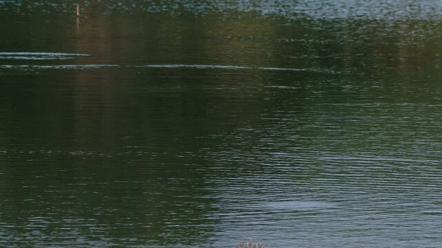 Green natural forest background reflecting on calm surface of lake in late afternoon.