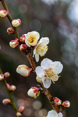 梅の花