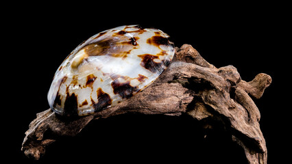 Lottia pelta or the shield limpet shell on driftwood