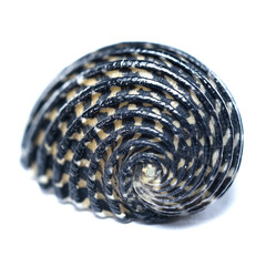 Spiral Neritodryas cornea shell close-up