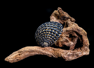 Neritodryas Cornea Shell on Driftwood
