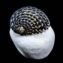 Striped Neritodryas cornea shell on white stone