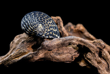 Neritodryas Cornea Shell on Driftwood