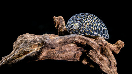 Neritodryas Cornea Shell on Driftwood