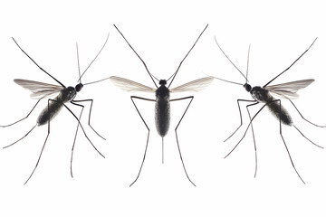 Black Mosquitoes Macro Detail Illustration On White Background