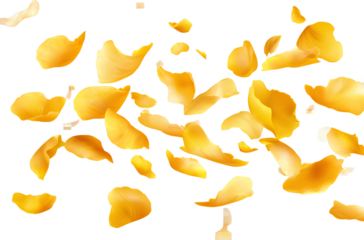 Falling yellow rose petals isolated on a transparent background