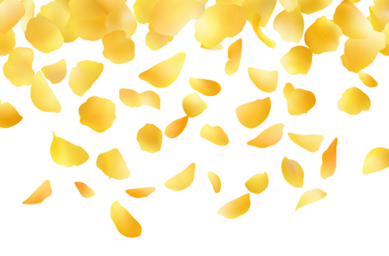   Falling yellow rose petals isolated on a transparent background (4)