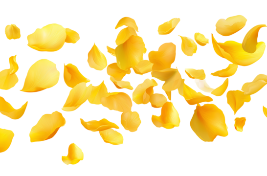  Falling yellow rose petals isolated on a transparent background (4)