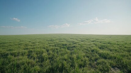 Sunny day, vast green field, clear sky, horizon view, landscape background, nature imagery
