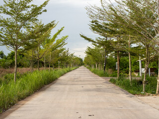 A long concrete road lined with young trees and green grass on both sides, stretching into the distance. The scene is peaceful with a rural setting under an overcast sky.