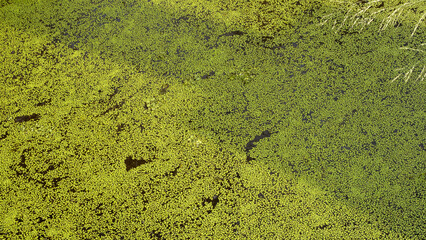 Close-up view of a pond covered in green duckweed, creating a natural texture. Small patches of water and submerged debris are visible, adding depth to the organic aquatic surface.
