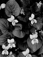 650-01 Violet Patterns