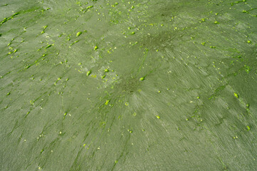 Surface of stagnant water covered in green algae with intricate radial patterns. Tiny air bubbles trapped within the slimy texture. A small leafy branch extends into the frame