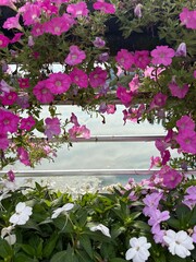 Colorful flower garden on a spring day
