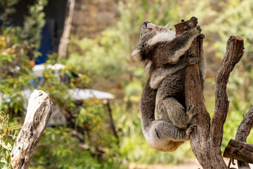 Koalas (phascolarctos cinereus) mating.	