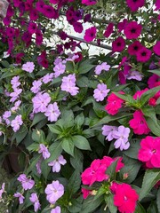 Colorful flower garden on a spring day