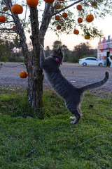 Cat Sharpening Claws on a Tree Decorated with Fake Oranges