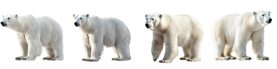 set of A white polar bear, full body, a polar bear full body, a white polar bear full body, a white polar bear with full body in the snow, a polar bear, on a transparent backgrounds