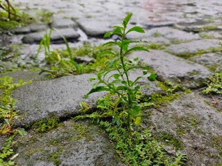green moss on the stone