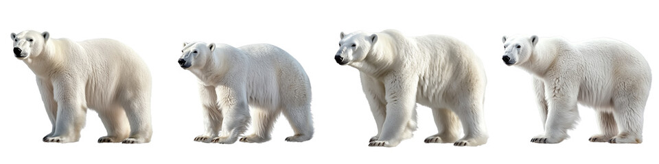 set of A white polar bear, full body, a polar bear full body, a white polar bear full body, a white polar bear with full body in the snow, a polar bear, on a transparent backgrounds
