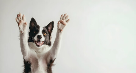 Enthusiastic border collie raising paws up, creating a playful and joyful atmosphere
