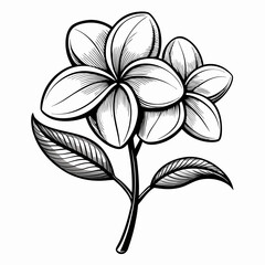 black and white flower