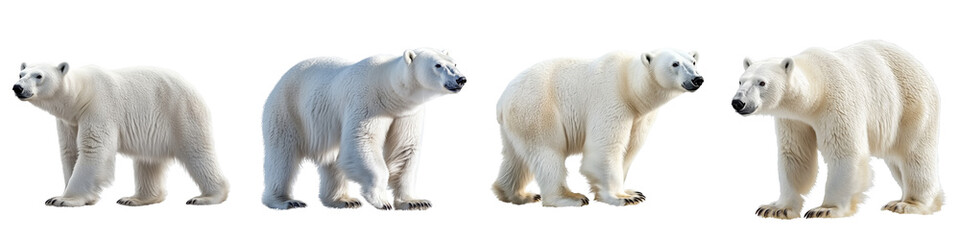 set of A white polar bear, full body, a polar bear full body, a white polar bear full body, a white polar bear with full body in the snow, a polar bear, on a transparent backgrounds
