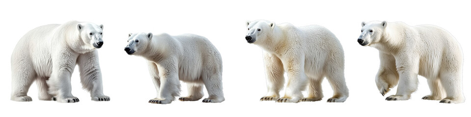 set of A white polar bear, full body, a polar bear full body, a white polar bear full body, a white polar bear with full body in the snow, a polar bear, on a transparent backgrounds