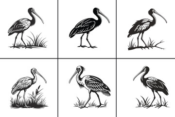 Black Ibis Bird Silhouette, Spoonbill Vector Ibis Bird Animal Illustration