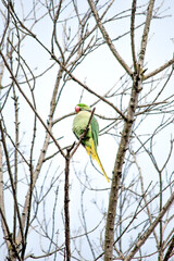 Alexandrine Parakeet (Psittacula eupatria) perched on a tree branch. Alexandrine Parakeet resting in Beykoz. Bird, animal idea concept. Ornithology. 