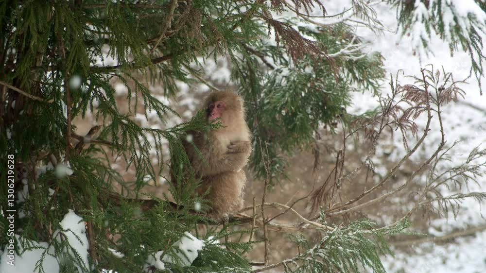 Poster snow monkeys in a tree – japanese macaques find warmth on a tree as snow gently falls around them.