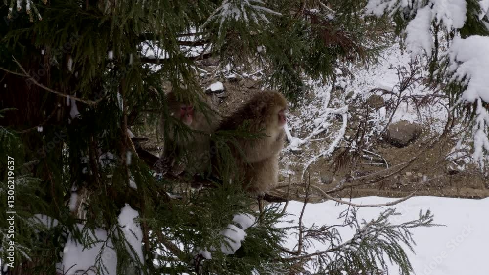 Poster snow monkeys resting on a tree – two japanese macaques sit on a branch, surrounded by snowy forest s