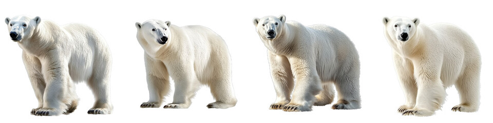 set of A white polar bear, full body, a polar bear full body, a white polar bear full body, a white polar bear with full body in the snow, a polar bear, on a transparent backgrounds