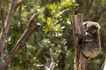 A Baby Koala (phascolarctos cinereus) - known as a Joey.	