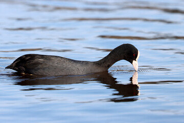 Eurasian coot