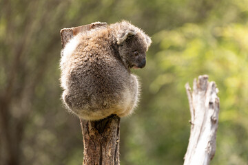 A Baby Koala (phascolarctos cinereus) - known as a Joey.	