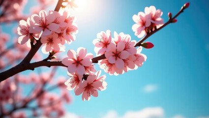 Fototapeta premium Blossoming fruit tree in springtime with a bright blue sky and sunny conditions.