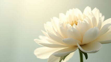 Bright white peony backdrop for summer