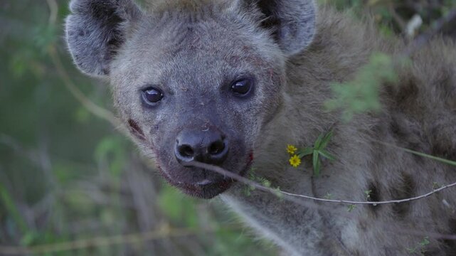Close up of a Hyena blood dripping from mouth